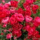 Pink Forest  (Pink Forest Rose®) 