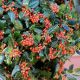 Ilex mutchagara Nellie R. Stevens
