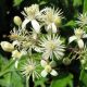 Clematis vitalba