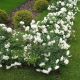 White Meilland
