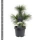 Pinus schwerinii 'Wiethorst'