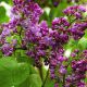 Syringa Michel Buchner