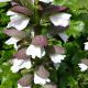 Acanthus