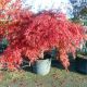 Acer palmatum Dissectum Inaba-Shidare - C 35 L