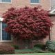 Acer palmatum 'Bloodgood'