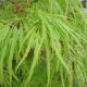 Acer palmatum 'Dissectum'