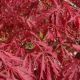 Acer palmatum dissectum 'Garnet'