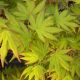 Acer palmatum 'Katsura'