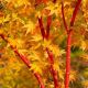 Acer palmatum 'Sango-Kaku'