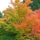 Acer palmatum 'Sango-Kaku'