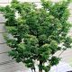 Acer palmatum 'Shishigashira'