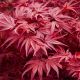 Acer palmatum 'Skeeter's Broom'