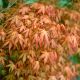 Acer palmatum Katsura