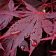 Acer palmatum Brown Sugar