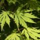 Acer pseud. Artic Jade Jack Fros