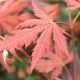 Acer pseud. North Wind Jack Frost