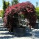 Acer palmatum Dissectum Inaba-Shidare