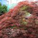 Acer palmatum Dissectum Inaba-Shidare