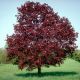 Acer platanoides Royal red