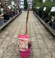 Acer x conspicuum Red Flamingo
