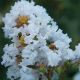 Lagerstroemia indica Acoma