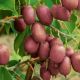Actinidia arguta Ken's Red •KIVI•