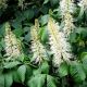 Aesculus