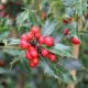 Ilex aquifolium  Alaska