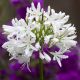 Agapanthus