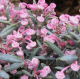 Andromeda polifolia Blue Ice