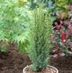 Juniperus com. Arnold