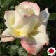 Atina (Athena ®)