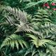 Athyrium niponicum Silver Falls