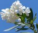 nerium oleander
