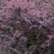 Berberis Atropurpurea
