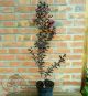 Lagerstroemia indica Black Diamond Best Red