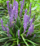 Liriope muscari ' Big Blue' -C 2 L- 20/40 cm