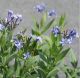 amsonia hubrichtii
