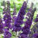 buddleia black knight