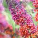 buddleia flower power