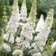 buddleia white profusion
