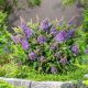 buddleia butterfly candy lila sweetheart