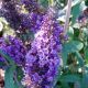 buddleia empire blue