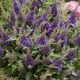 buddleia butterfly candy little lila