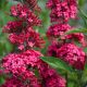 Buddleia Prince Charming