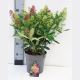 Skimmia jap. 'Twins' (Rubella & Finchy)