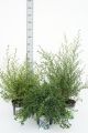 Ceanothus
