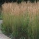 calamagrostis karl foerster