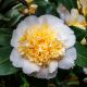 camellia brushfields yellow