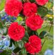 camellia lady campbell